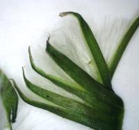 Taraxacum officinale image